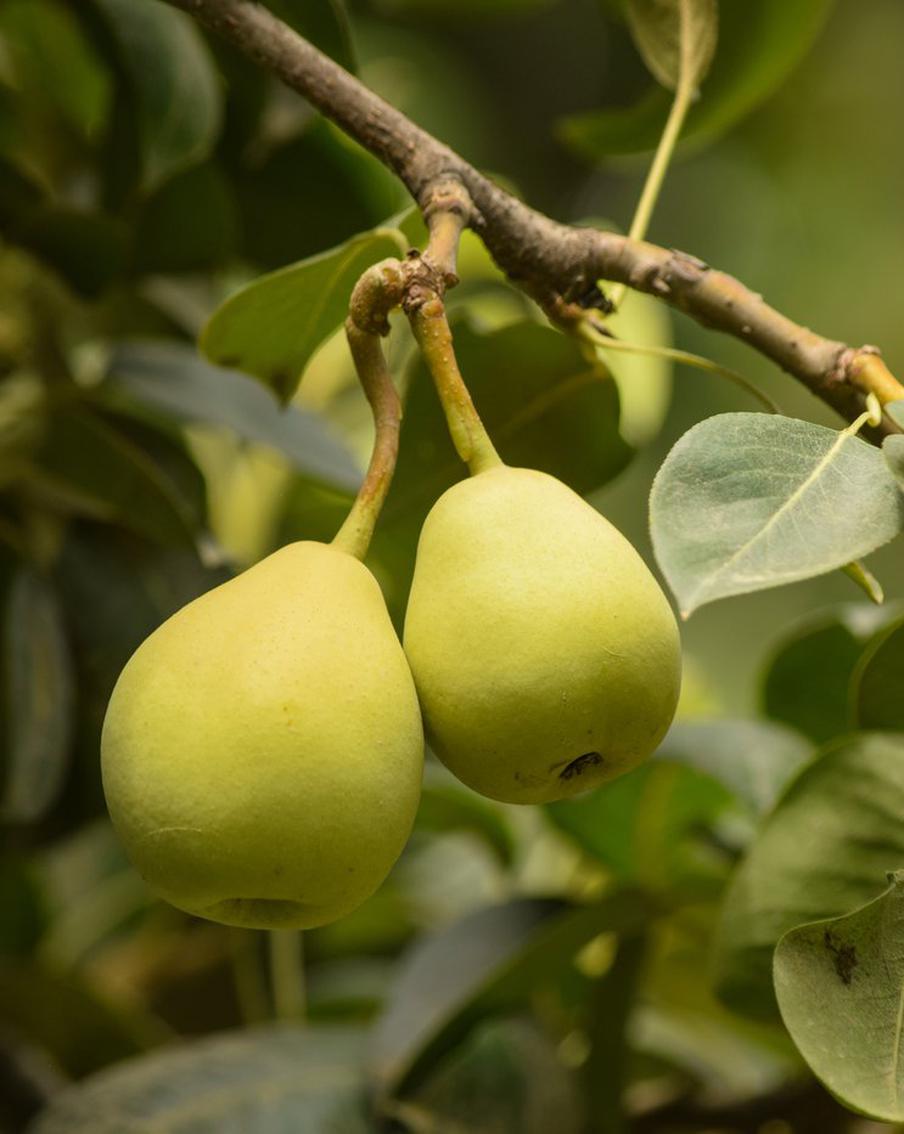 Эксперты рассказали, сколько ягод удалось собрать в этом году