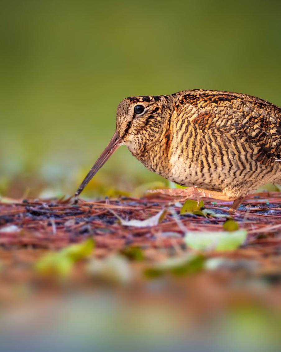 "Нос как у Буратино": потомки динозавров стали массово падать на москвичей