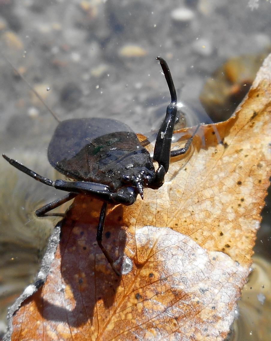 Стрекоза и скорпион: редкие виды насекомых прилетели в "Кусково"