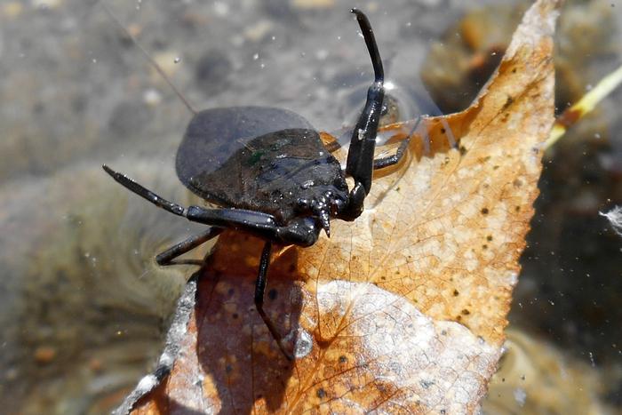 Стрекоза и скорпион: редкие виды насекомых прилетели в "Кусково"