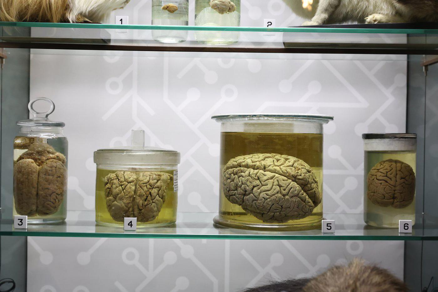 Слева направо: мозг лошади, мозг дельфина, мозг человека, мозг шимпанзе.  Елена Купцова.