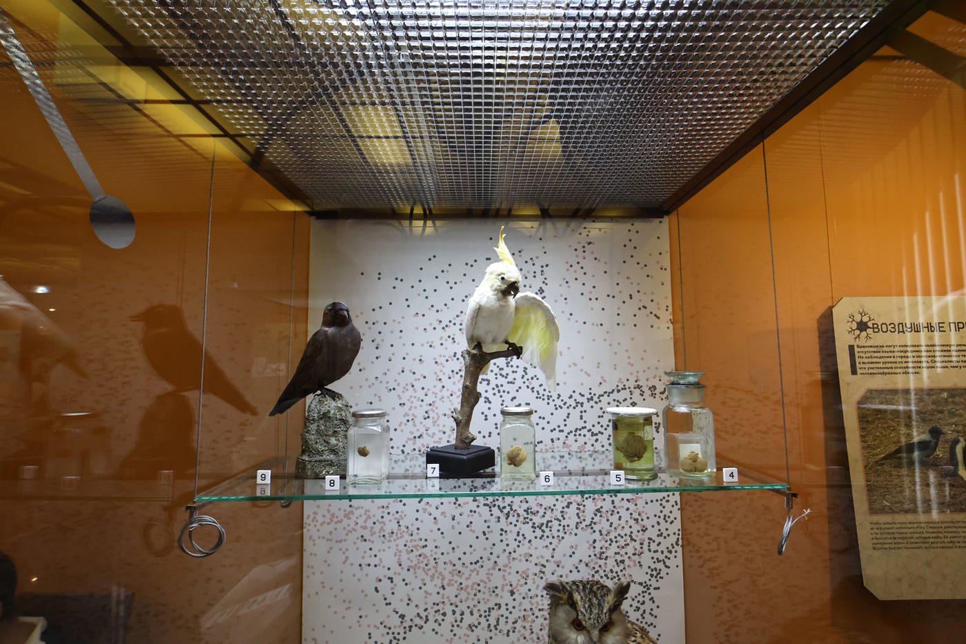 Ворона и попугай жако: мозг у обоих маленький, зато ума – палата!  Елена Купцова.