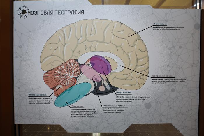В Москве сравнили мозги людей, млекопитающих и птиц – выводы неожиданны