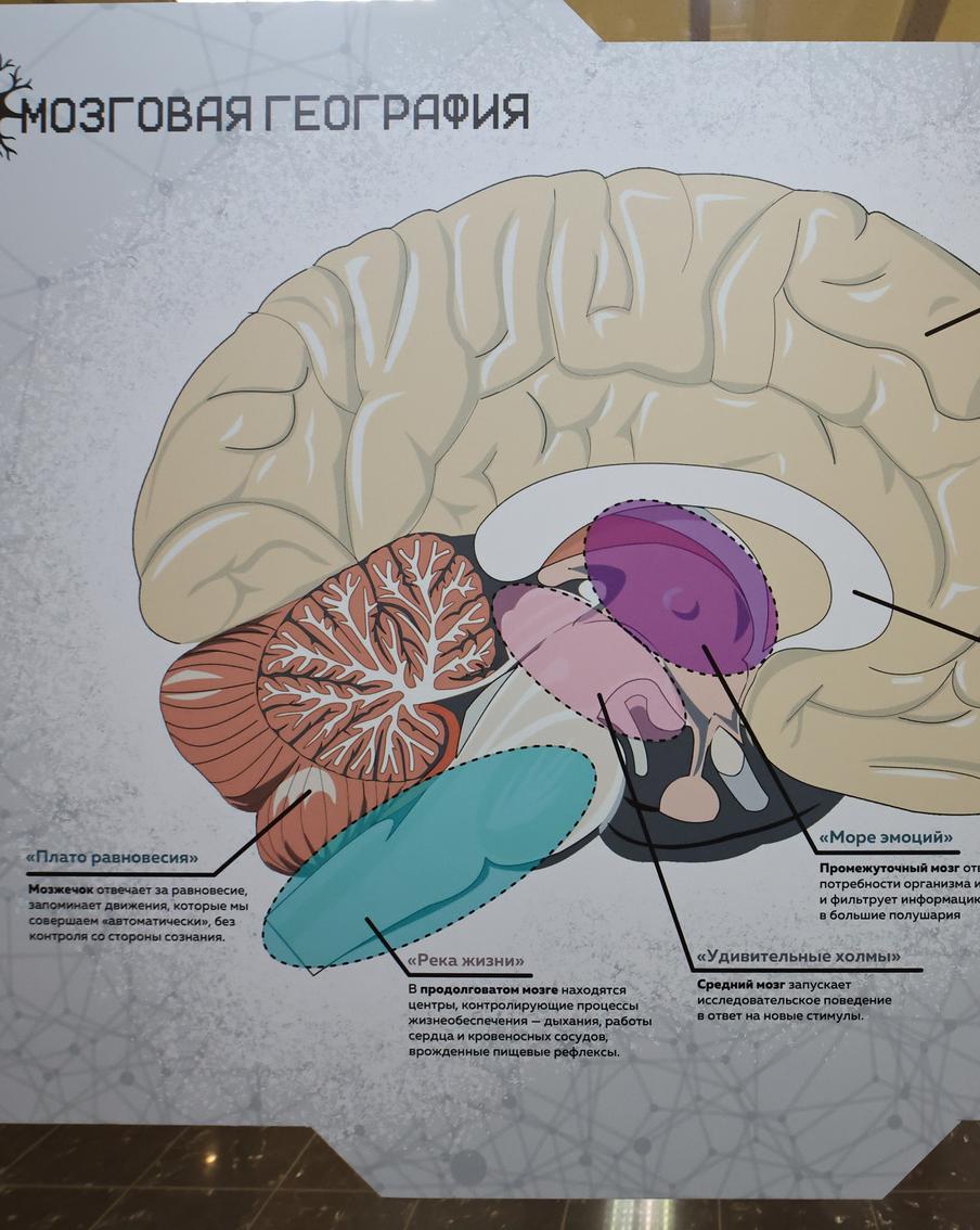 В Москве сравнили мозги людей, млекопитающих и птиц – выводы неожиданны