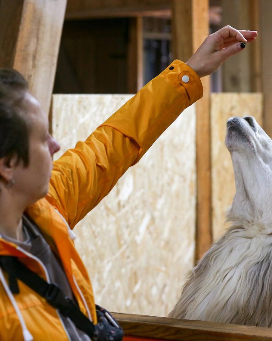 Альпаки дружелюбные, но им на вас наплевать