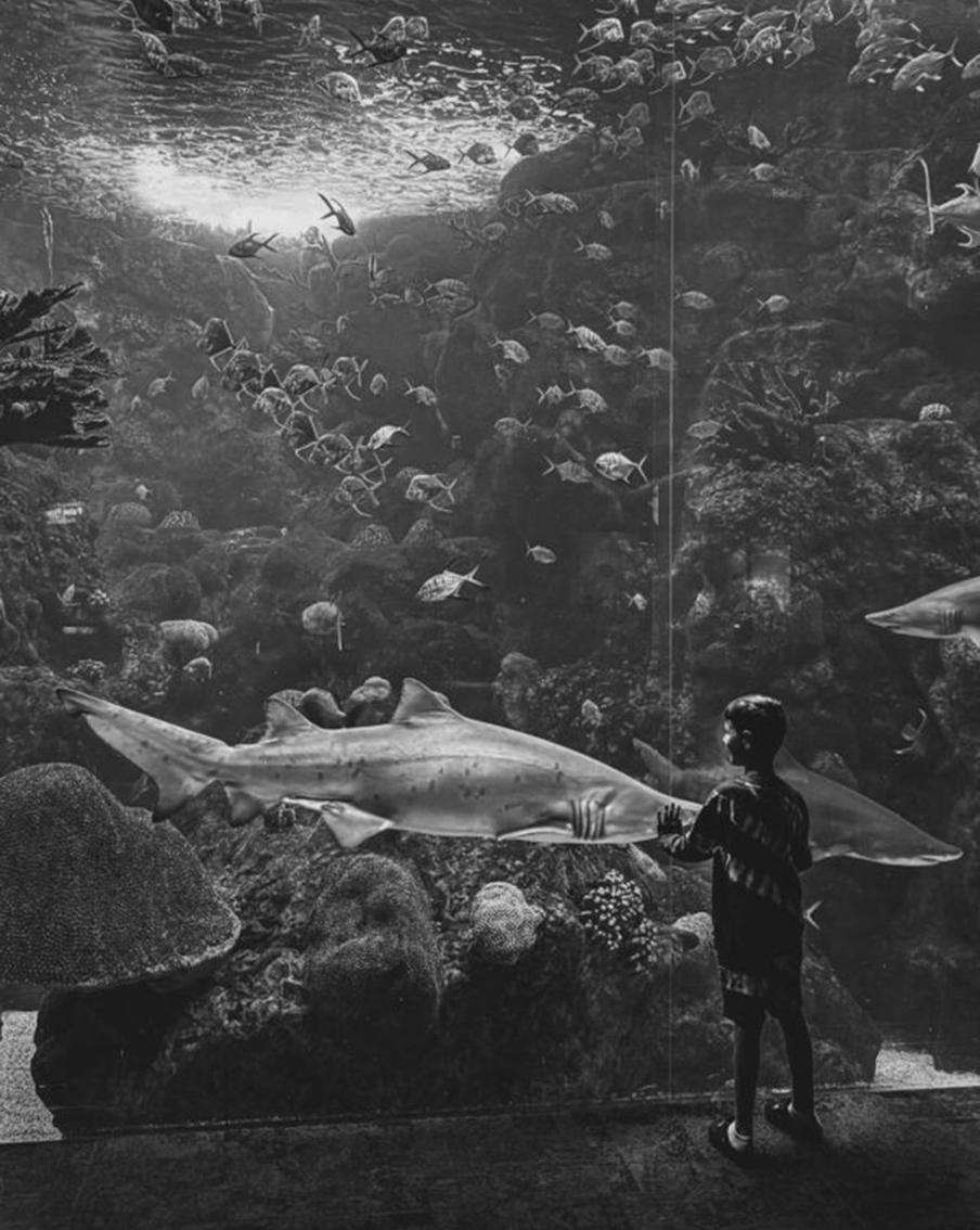 Обладатель главного приза. “Мальчик встречает акулу”. Снято на iPhone 15 Pro Max.