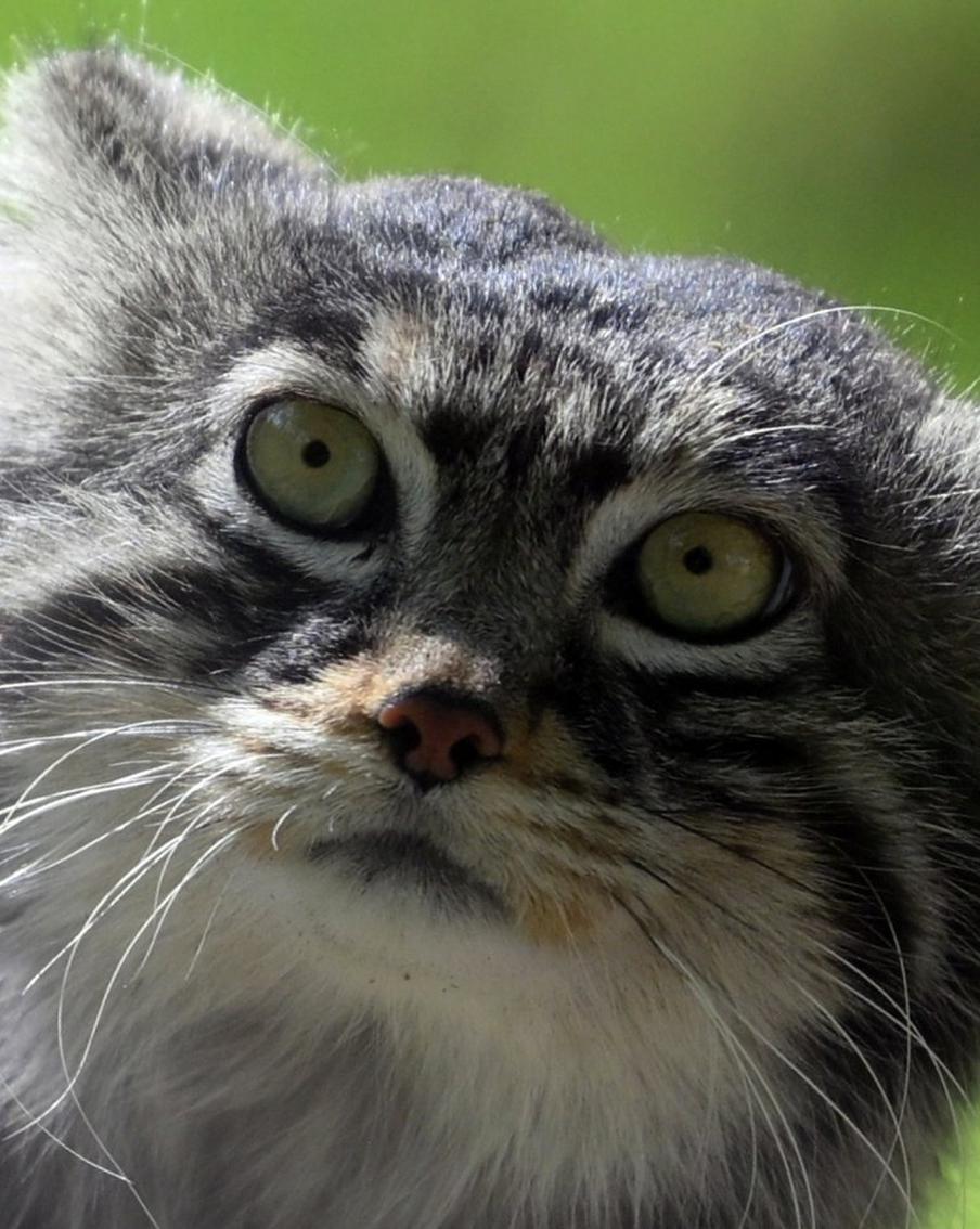 Московский зоопарк отчитался о зажировке манула Тимофея