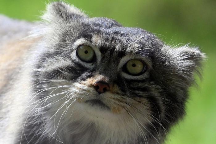 Московский зоопарк отчитался о зажировке манула Тимофея