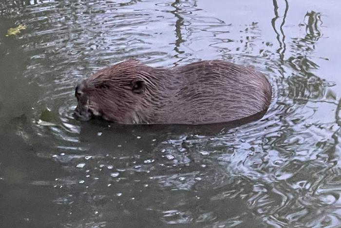 В США бобриха стала причиной судебного разбирательства