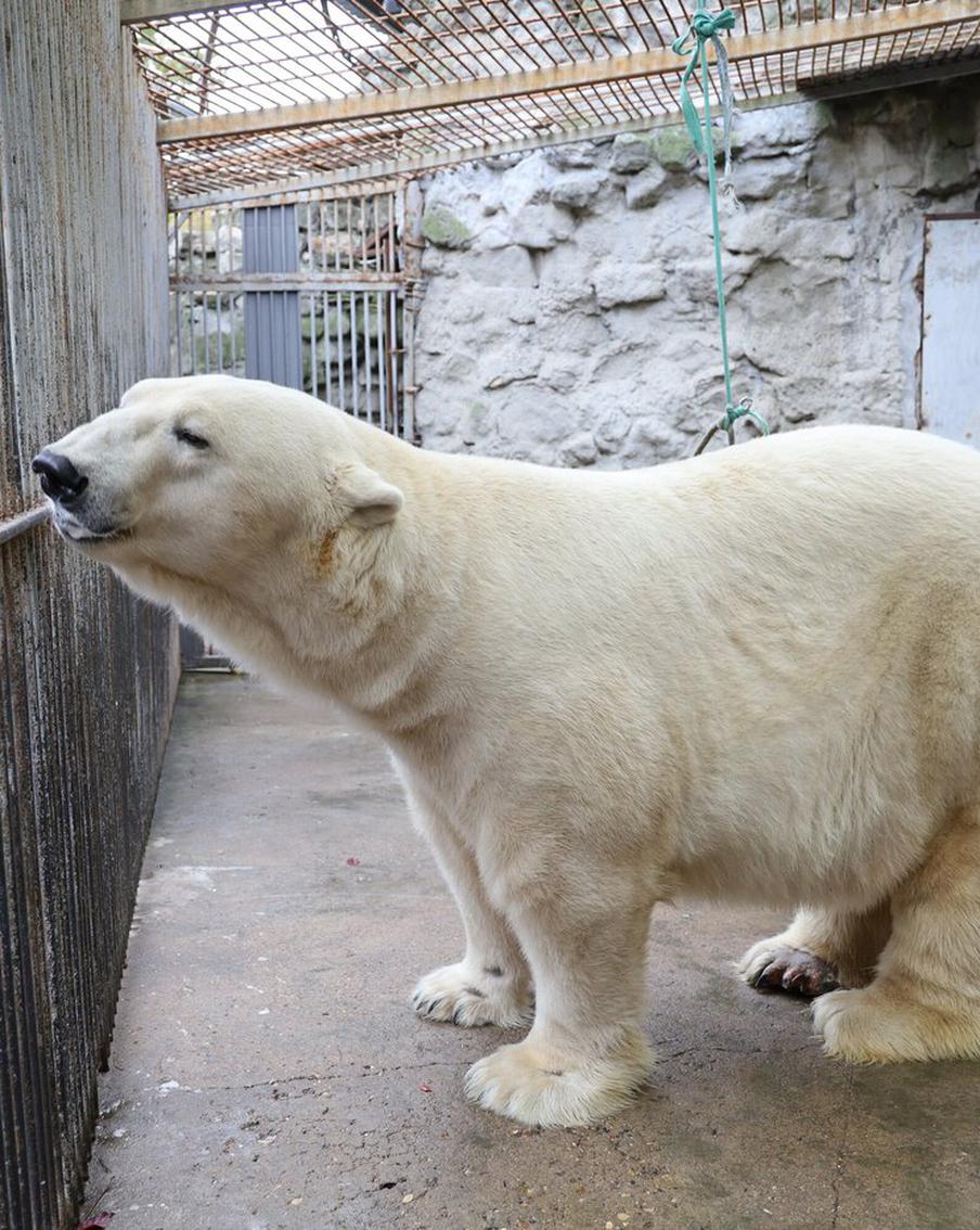 "Это самый плотоядный из всех медведей": 22-летнего Терпея привезли в Московский зоопарк из Казани