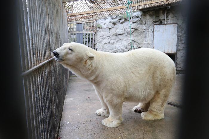 "Это самый плотоядный из всех медведей": 22-летнего Терпея привезли в Московский зоопарк из Казани