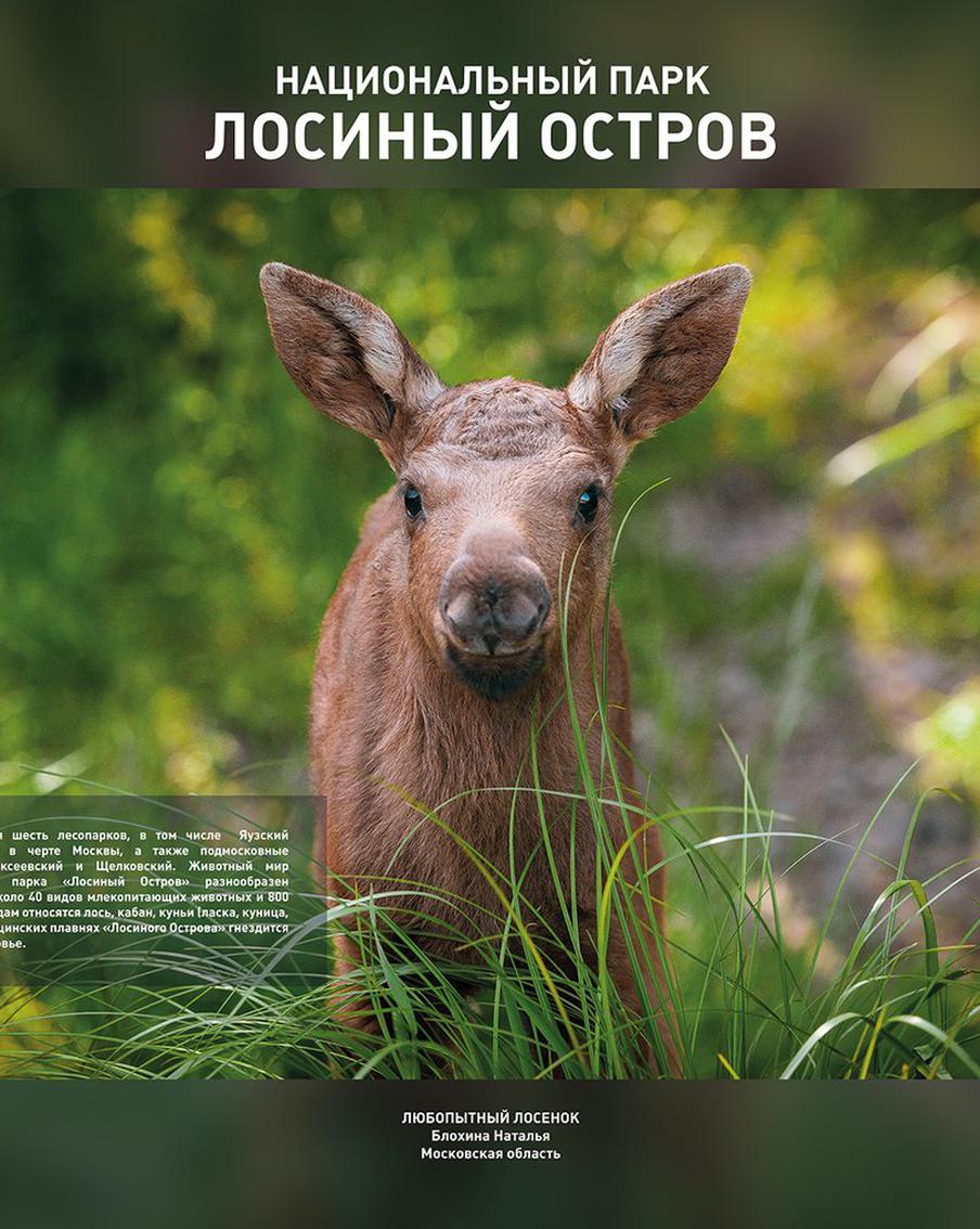Горный рассвет и каре овцебыков поймали в кадр в заповедных местах от Калининграда до Камчатки