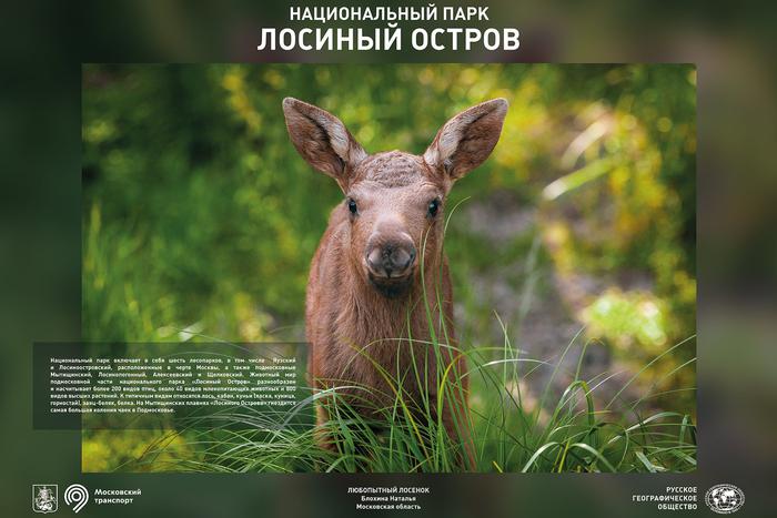 Горный рассвет и каре овцебыков поймали в кадр в заповедных местах от Калининграда до Камчатки