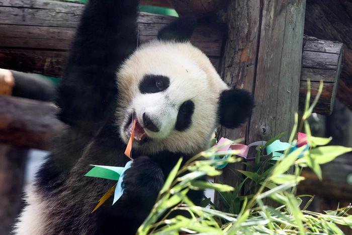 Зрители выбирают Катюшу: в Московском зоопарке назвали лидеров онлайн-трансляций