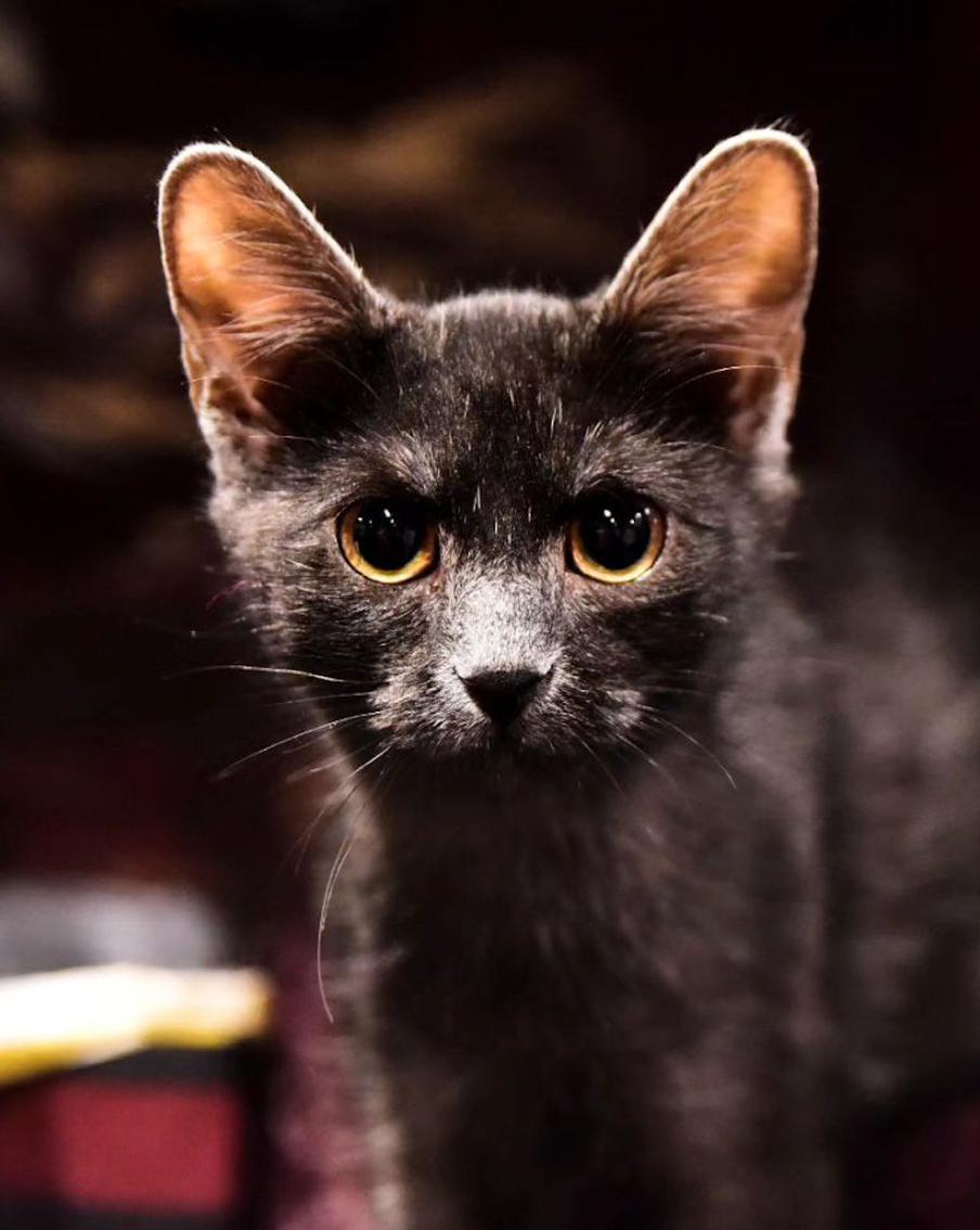 Румыны нашли кошку Дракулы, но пока не могут доказать, что это новая порода