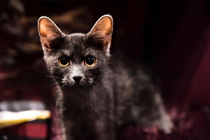 Румыны нашли кошку Дракулы, но пока не могут доказать, что это новая порода