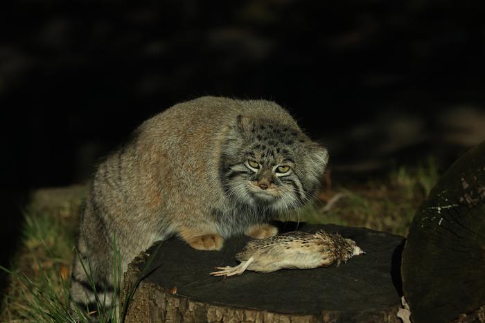 Капибары скучают по ламам, а манул Тимофей уплетает перепёлок