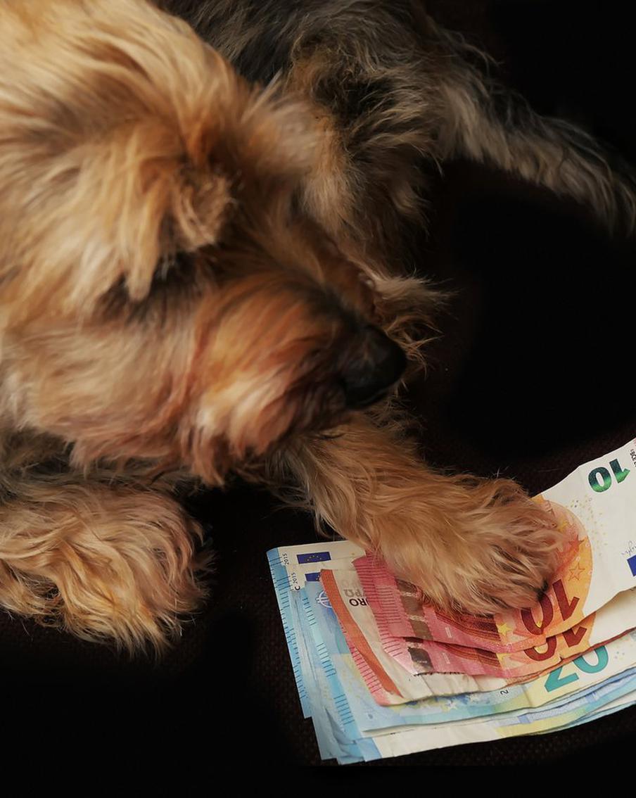 Миллионер оставил более 100 миллионов долларов своей любимой собаке, дворецкому и повару