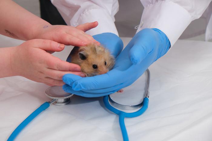 Смертоносные пушистики: в Москве разыскивают 60 бешеных хомяков