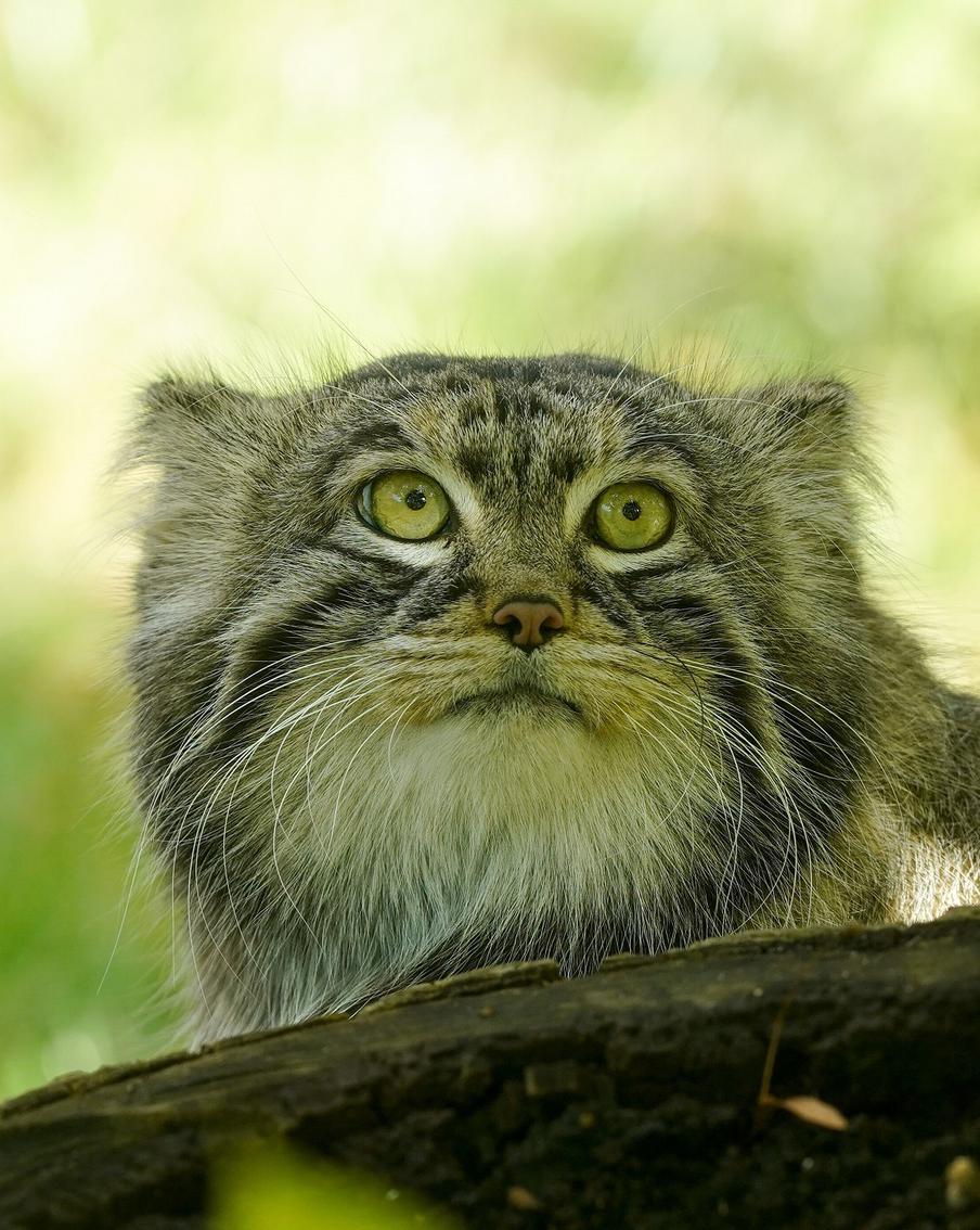 Трансляции из Московского зоопарка помогают сохранить психологический баланс