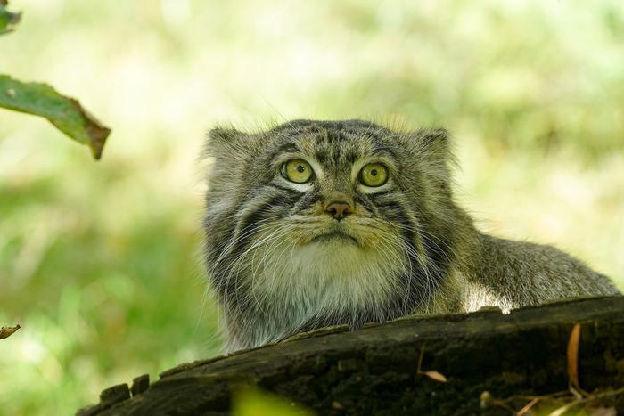 Трансляции из Московского зоопарка помогают сохранить психологический баланс