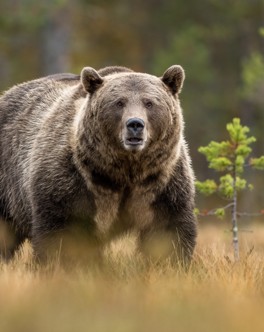 В Подмосковье осталось 15 бурых медведей: кто ещё из животных исчезает