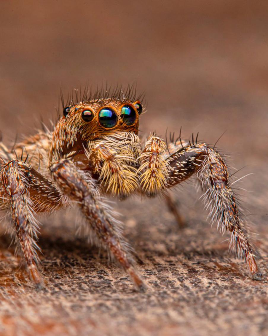 День паука: какие виды встречаются и чем знамениты