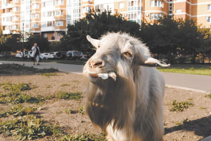 Московский ме-е-ем теперь запрещён судом: Metro вспоминает знаменитых бутовских коз