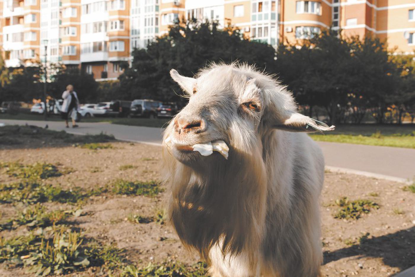 Московский ме-е-ем теперь запрещён судом: Metro вспоминает знаменитых бутовских коз