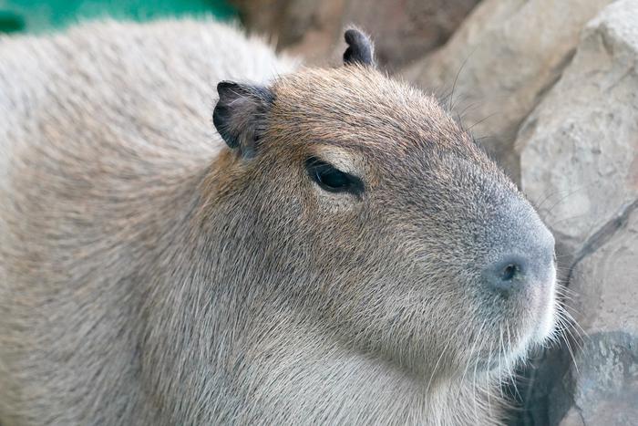 Московский зоопарк открыл конкурс на лучшие кадры из трансляций