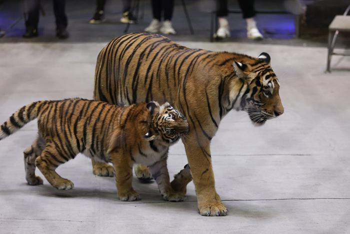 Тигрята получали оплеухи и бегали за фантиком: как прошла репетиция новоиспечённых артистов