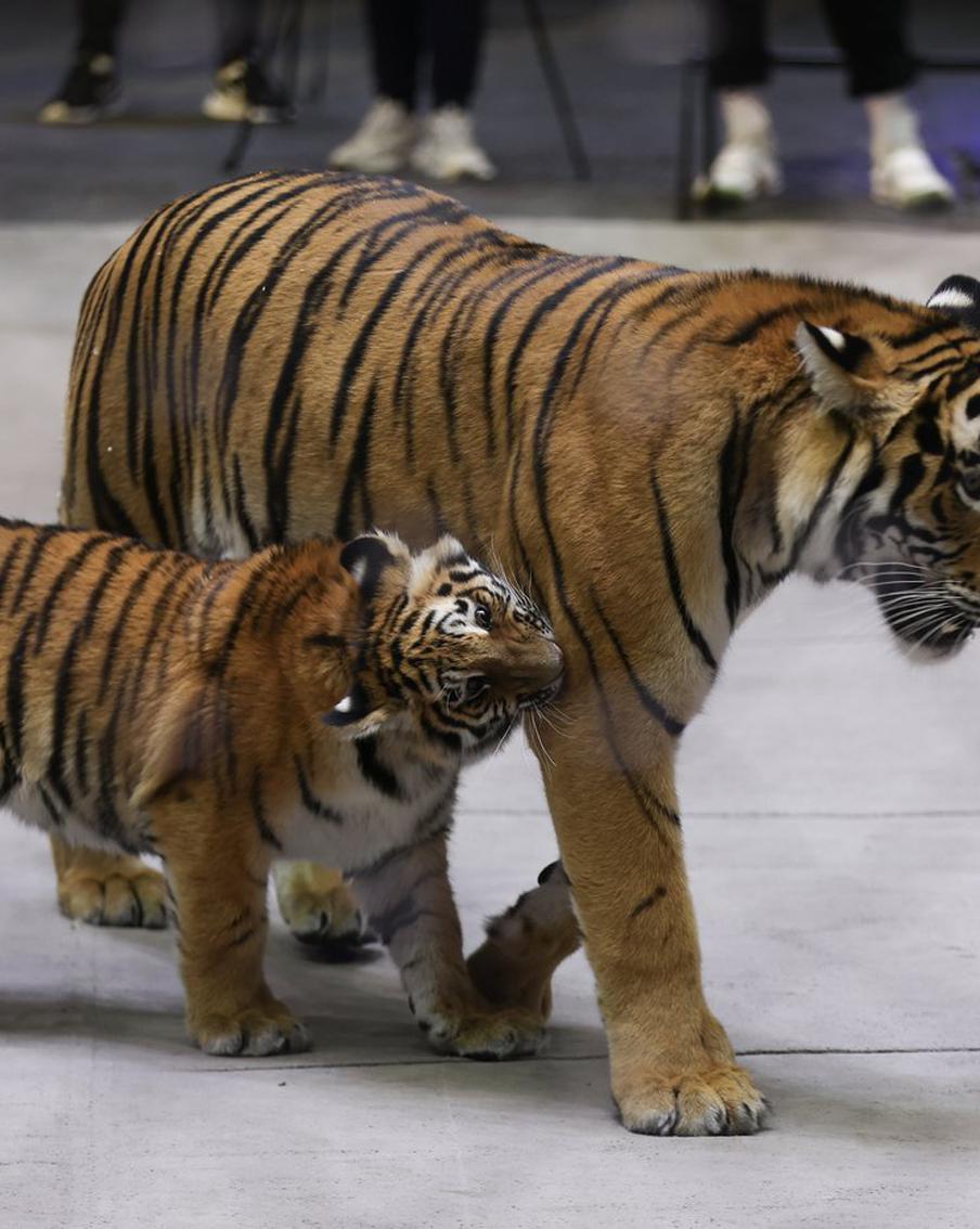Тигрята получали оплеухи и бегали за фантиком: как прошла репетиция новоиспечённых артистов