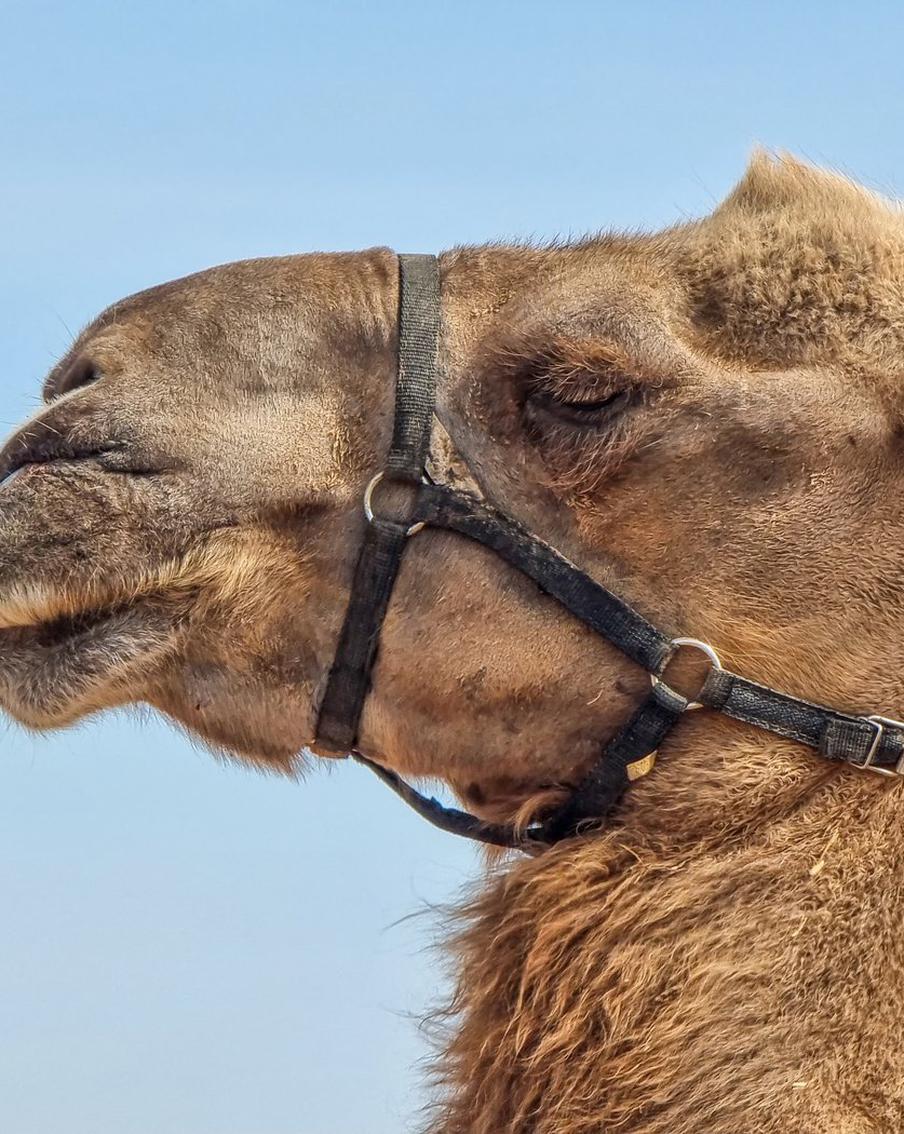 В Израиле провели первые легальные гонки на верблюдах