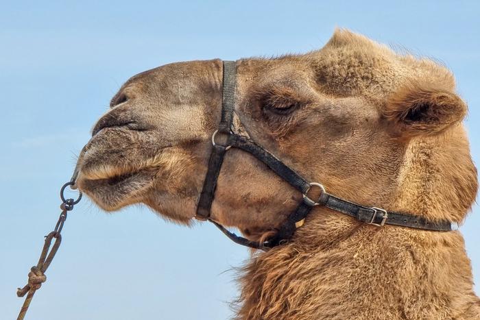 В Израиле провели первые легальные гонки на верблюдах