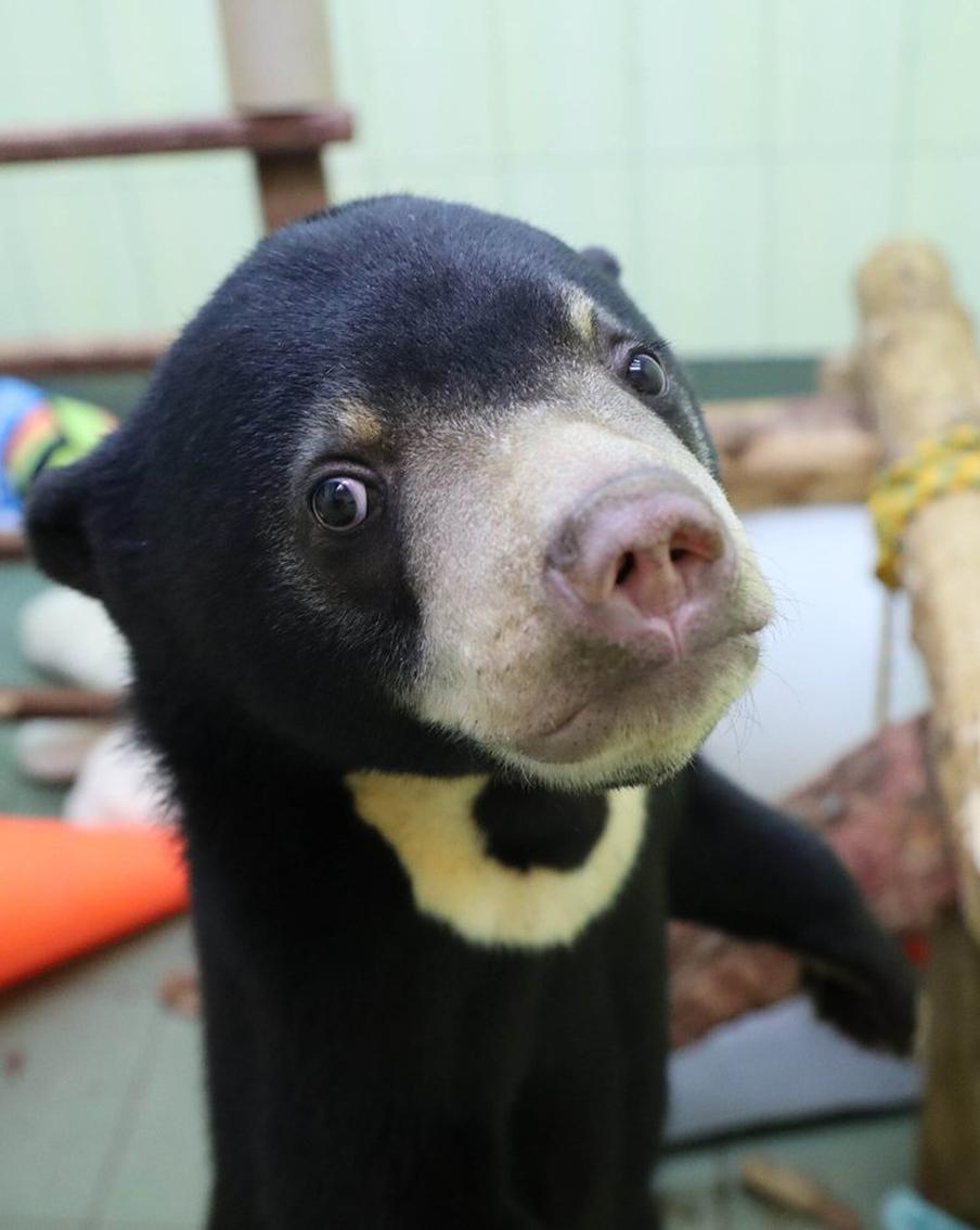 В столичном зоопарке рассказали о результатах первого взвешивания детёныша малайского медведя