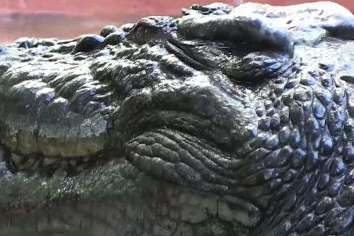 Самый старый крокодил, живший в неволе, умер в Австралии
