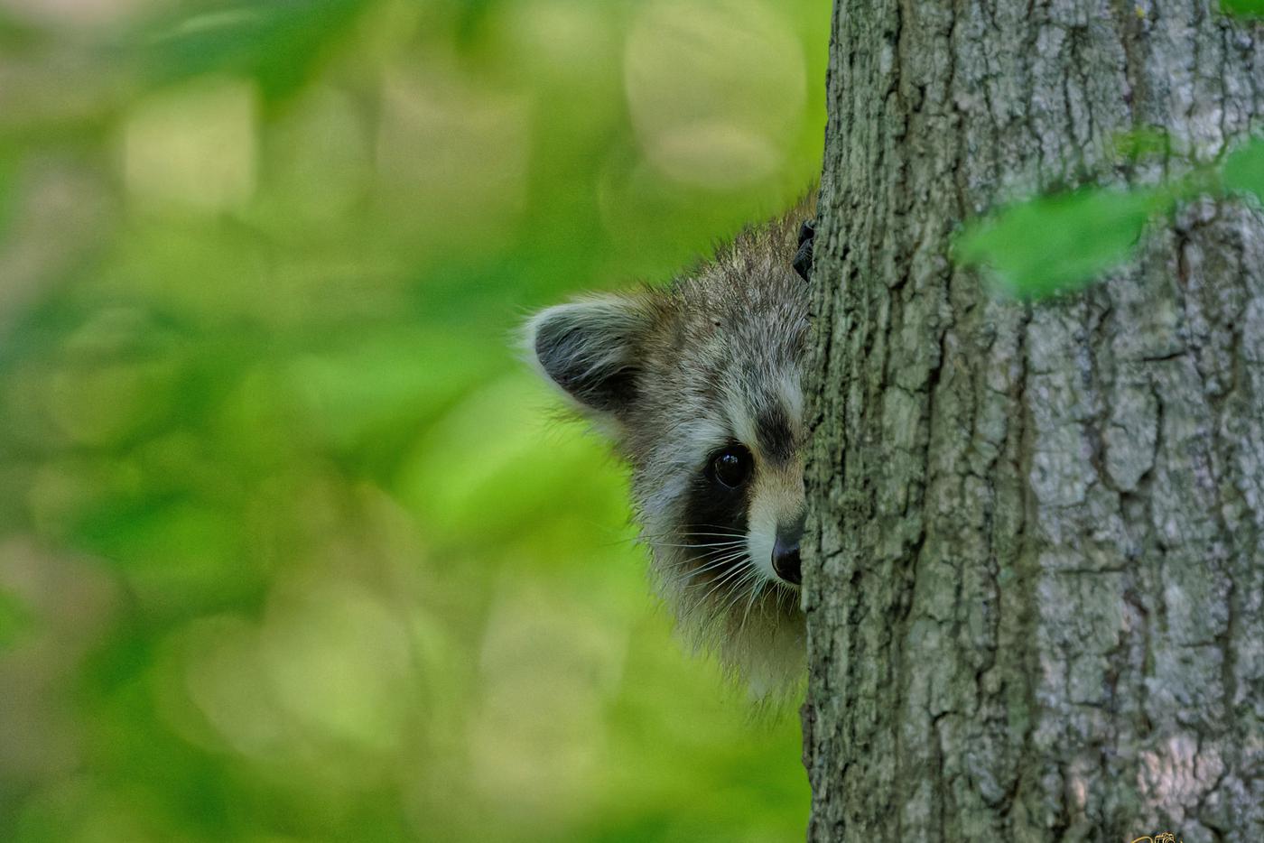 Банда из енотов вырвалась на свободу и пугает жителей Англии