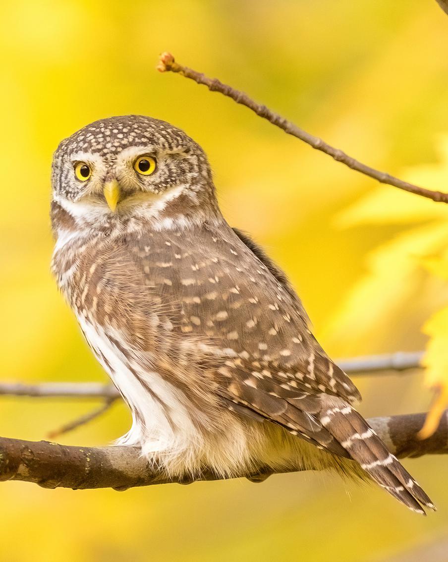 Итоги "Дикой природы Москвы": выяснили у победителя, где в столице водятся редкие птицы