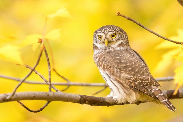 Итоги "Дикой природы Москвы": выяснили у победителя, где в столице водятся редкие птицы