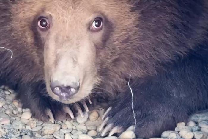 "Ручного" мишку пришлось перевезти на другой край России. Спасённого на Камчатке медвежонка отправили в Москву