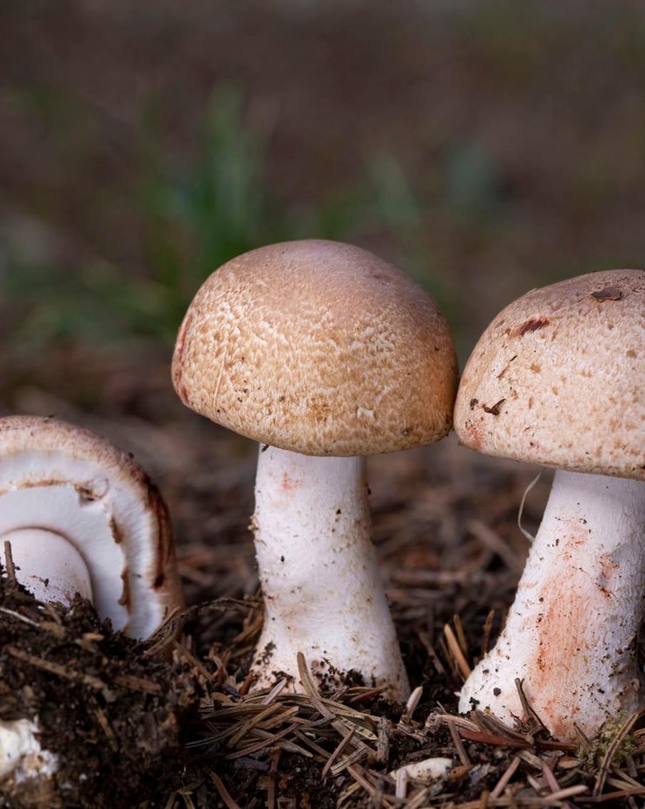 В Геленджике произошло массовое отравление грибами