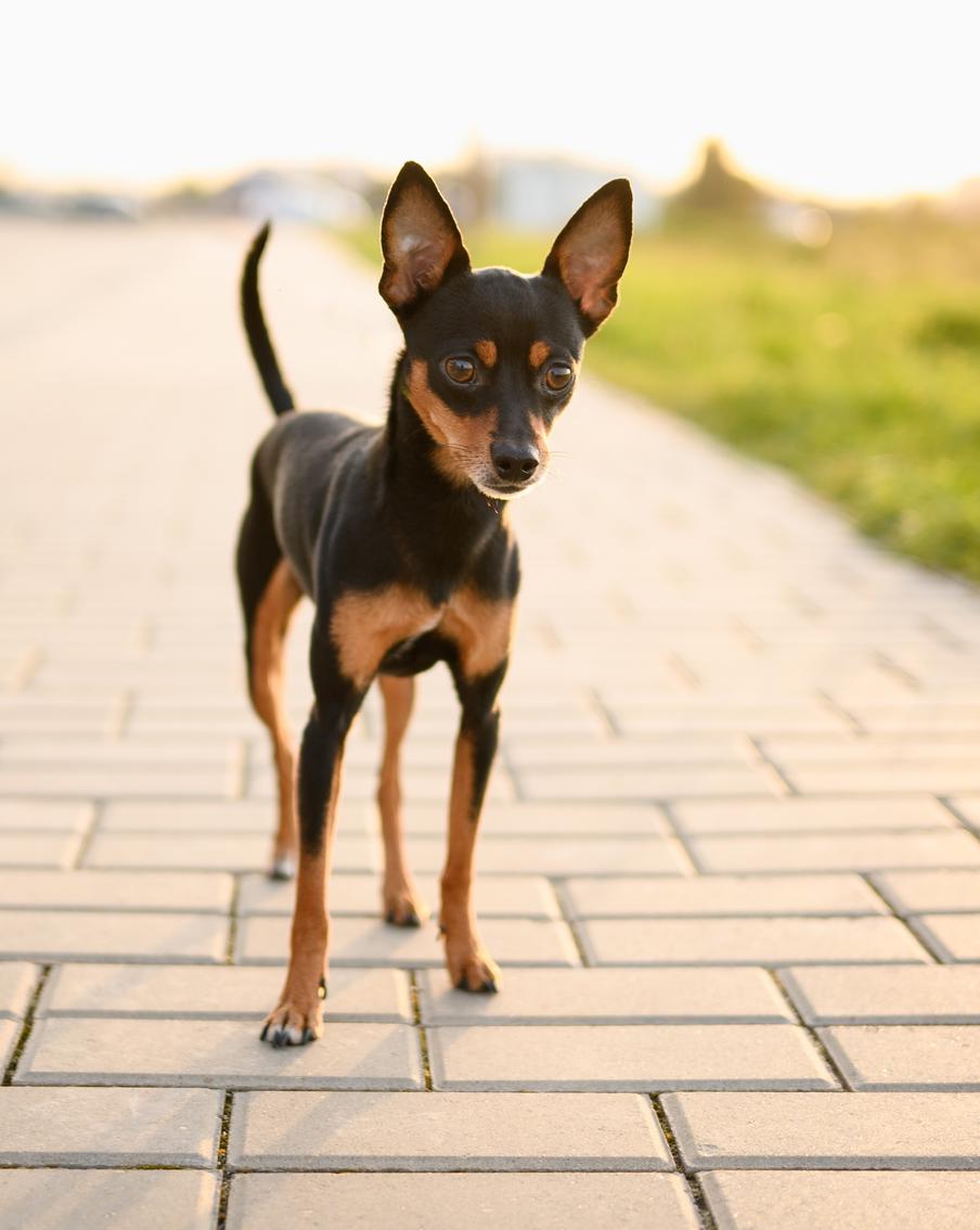 Что делать, если вы нашли на улице потерявшуюся собаку – советы кинологов