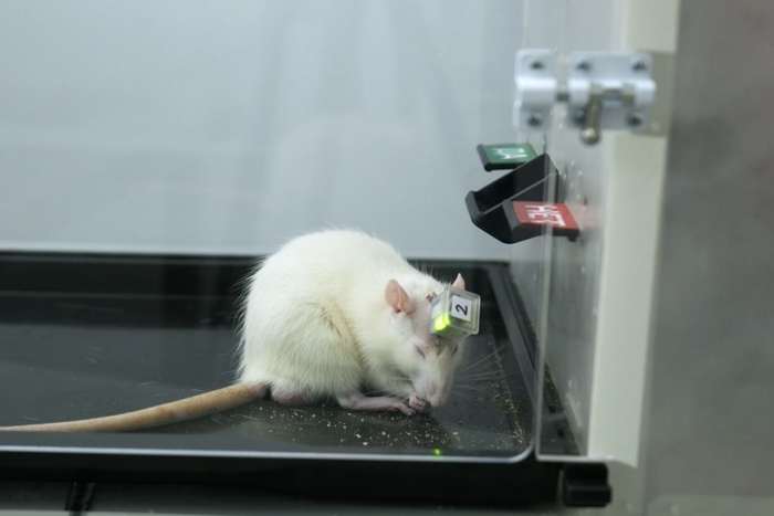 Крысе вживили в мозг интерфейс с искусственным интеллектом