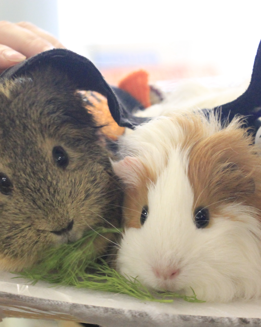 Морские свинки столицы померились животиками – чемпионкой стала Юлия Борисовна