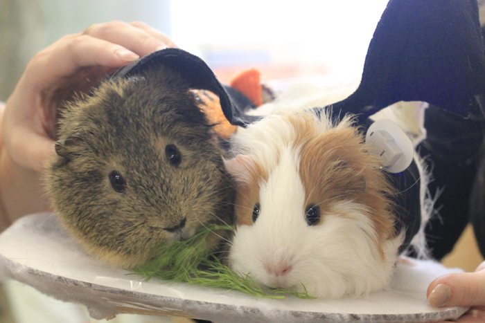 Морские свинки столицы померились животиками – чемпионкой стала Юлия Борисовна