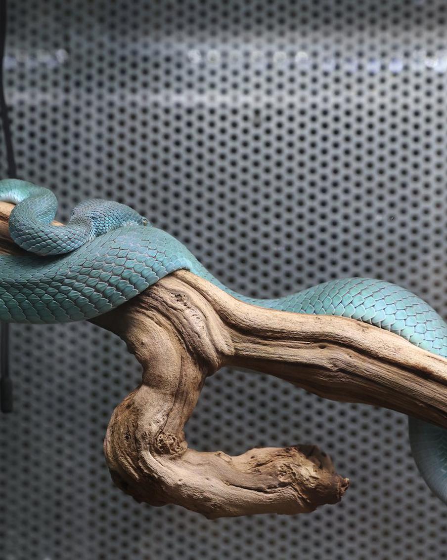 Зоолог "Террариума" Московского зоопарка призывает не бояться нашествия змей в год Змеи