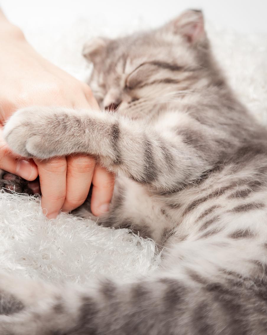 Кошки запоминают слова в 4 раза быстрее, чем маленькие дети