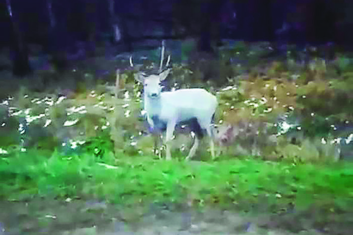 Олень-альбинос заставил жителей Подмосковья поверить в чудо
