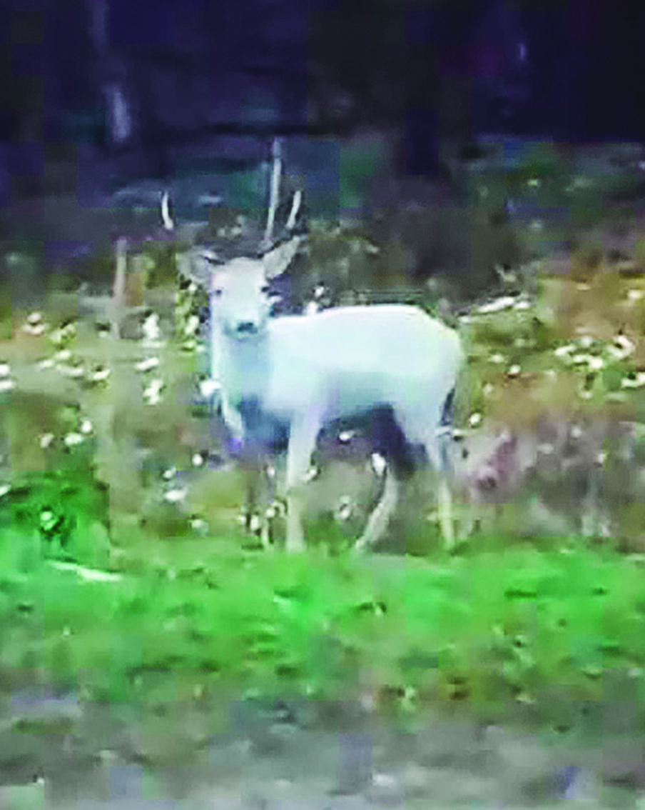 Олень-альбинос заставил жителей Подмосковья поверить в чудо