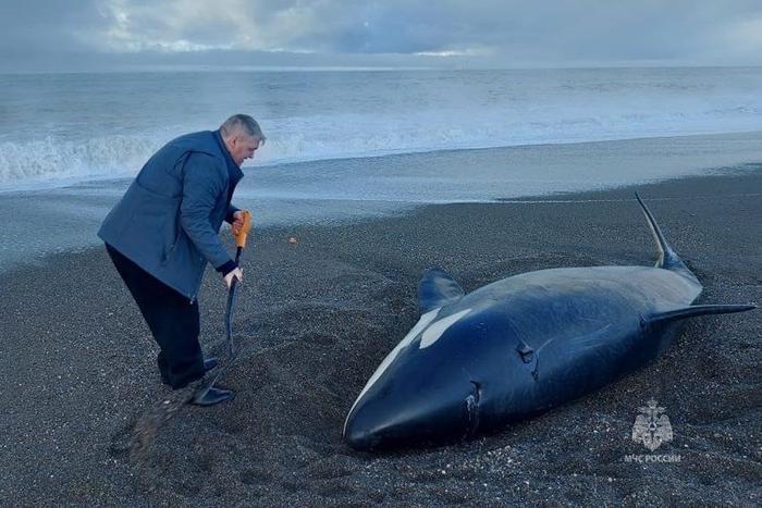 Камчатские спасатели рассказали о спасении выброшенной на сушу косатки